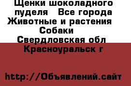 Щенки шоколадного пуделя - Все города Животные и растения » Собаки   . Свердловская обл.,Красноуральск г.